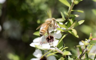 The Potential Benefits of Consuming Manuka Honey for Athletes