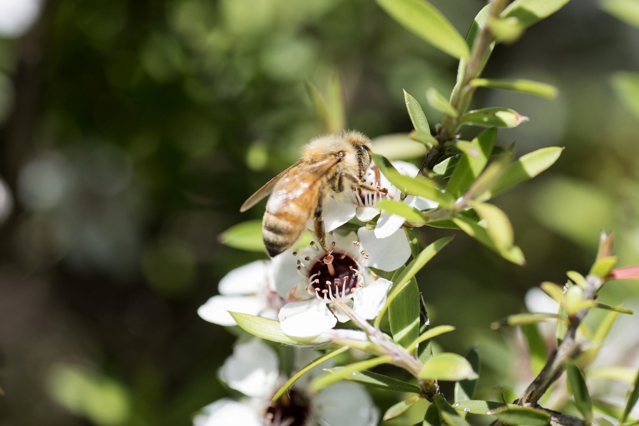 New Zealand Manuka Honey Bee