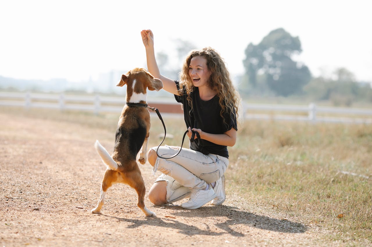 Puppy Training and Dog Behaviour