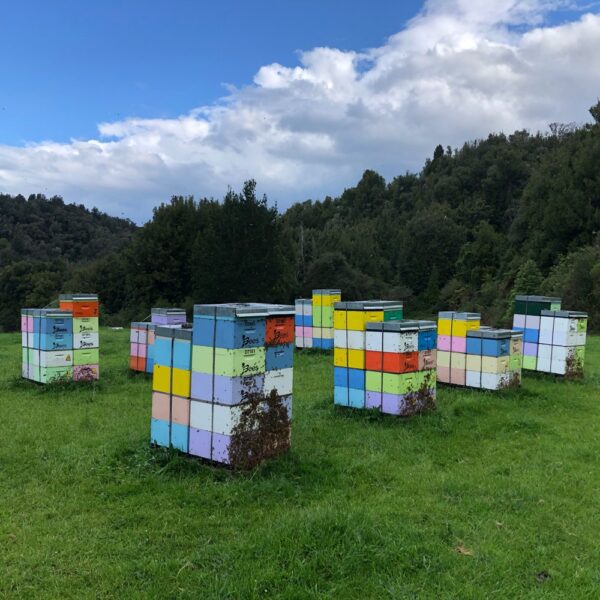 Honey hives in a field at a location in New Zealand